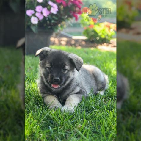 Norwegian Elkhound Puppies for Sale | Lancaster Puppies