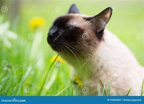 Chat Siamois Dans L'herbe Avec Des Yeux Bleus Photo stock - Image du ...