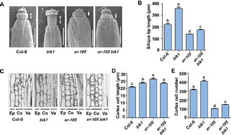 | The bik1 mutant displays altered silique tips and pedicel cell... | Download Scientific Diagram