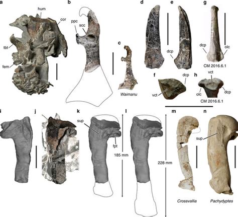 New GIANT human-sized Penguin Fossil found in New Zealand named after the Maori words “kumi ...