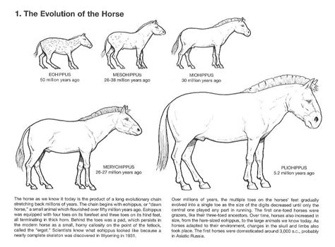 horse evolution | Horses, Animal life cycles, Evolution activities