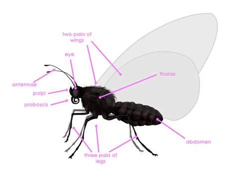 How to Draw Animals: Butterflies, Their Anatomy and Wing Patterns