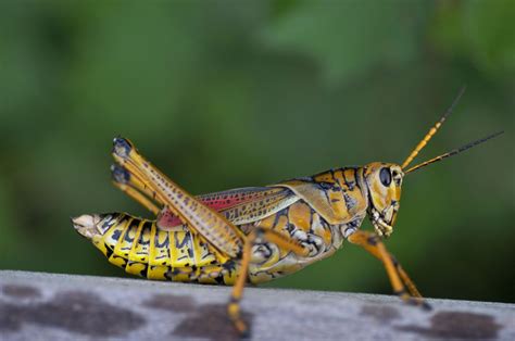 10 Fascinating Facts About Grasshoppers