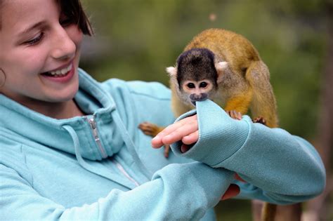 squirrel monkey pet australia - Margurite Morrill