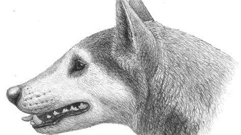 Newly Discovered Species Of Extinct Dog Roamed North America 12 Million ...