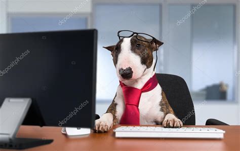 Business dog using computer Stock Photo by ©minervastock 116308060