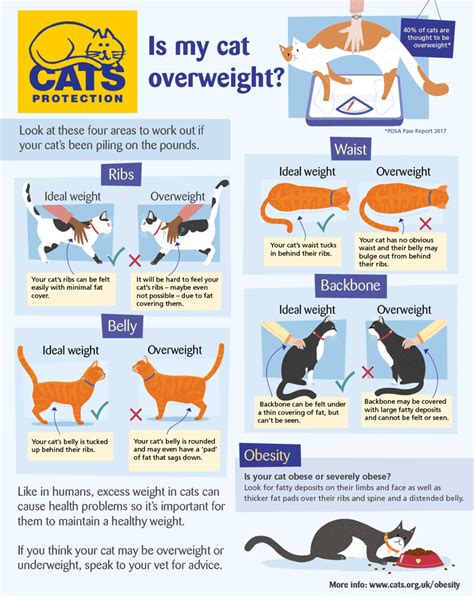 Cat Obesity - How to Keep Your Cat Healthy | Cats Protection