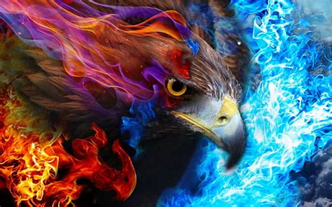 HD wallpaper: fire eagle | Wallpaper Flare