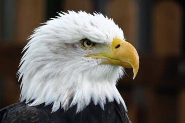 Do Eagles Have Predators? (Explained) - HayFarmGuy