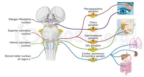 Cranial Nerve Pathways: Video, Anatomy Definition Osmosis, 48% OFF