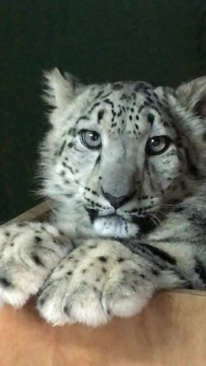 TikTok · TheBigCatSanctuary in 2024 | Cute baby animals, Cute funny ...