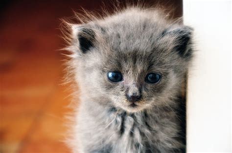 Grey Kittens Wallpapers - Wallpaper Cave