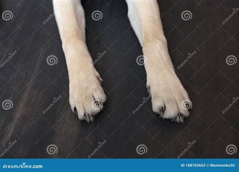 Dog Labrador Puppy Paw Showing Pads on Wood Floor Background Stock ...