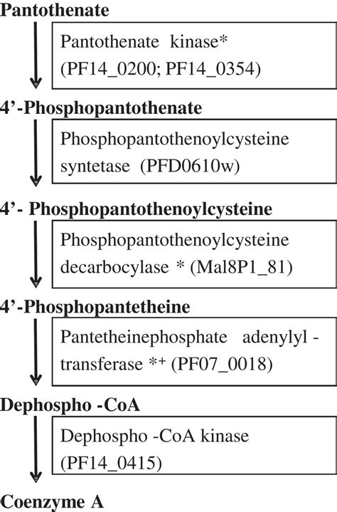 Diagram of the coenzyme A synthesis pathway. The five enzymatic steps... | Download Scientific ...