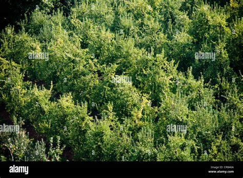 Aerial view of apple orchard Stock Photo - Alamy