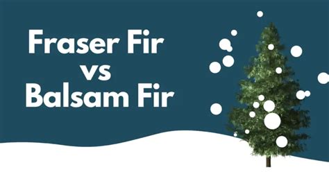 Fraser Fir vs Balsam Fir | Which is the Best Christmas Tree?