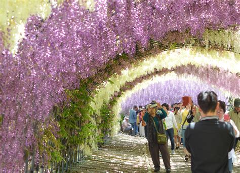 Kawachi Fuji Garden: Travel to the Wisteria Tunnel in Yahata Japan