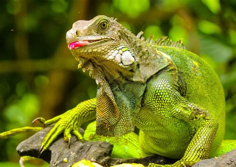 FWC encourages homeowners to kill green iguanas | Florida Keys Weekly Newspapers