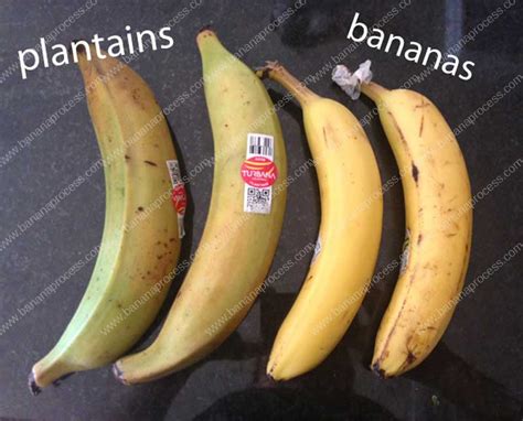 What's The Difference Between Bananas And Plantains?