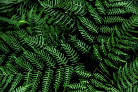 #4K #oled #plants #fern #green #black #5K #wallpaper #hdwallpaper # ...