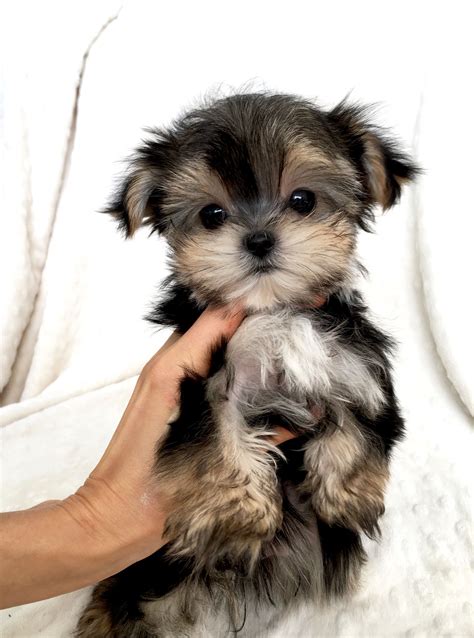 Teacup Yorkie Poo Puppies For Sale In California - Pets Lovers