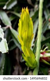 Dragon Fruit Flower Bud On Climber Stock Photo 1495696832 | Shutterstock