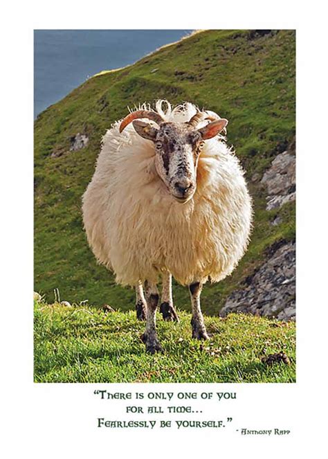 Irish sheep Birthday card - The Irish Card shop features 150 irish cards