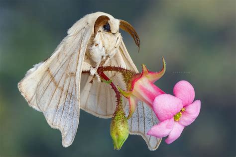 Silkmoth (Bombyx Mori) Cute Creatures, Beautiful Creatures, Animals Beautiful, Animals And Pets ...