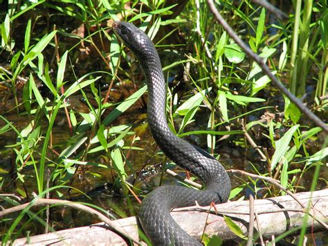 1710 Eastern Racer Snake | Eastern Racer snake at Calvert Cl… | Flickr