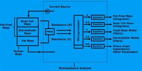 Bioimpedance Analysis And Its Principles | El Paso, Tx.