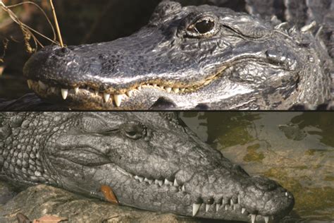 Types Of Alligators And Crocodiles