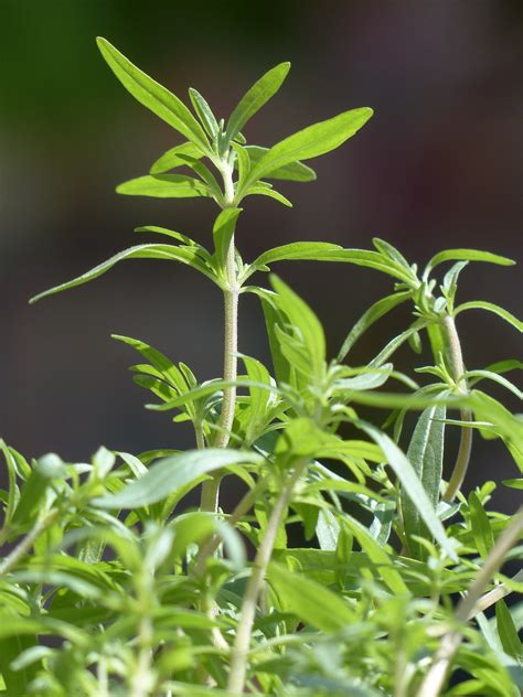 Summer Savory Culinary Herbs Herb · Free photo on Pixabay