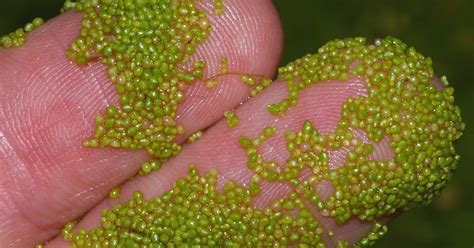 TYWKIWDBI ("Tai-Wiki-Widbee"): The world's smallest flowering plants