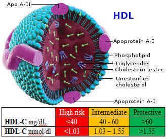 High density lipoprotein - Alchetron, the free social encyclopedia