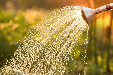 What Is The Best Water For Plants? Find Out The Answer Here!