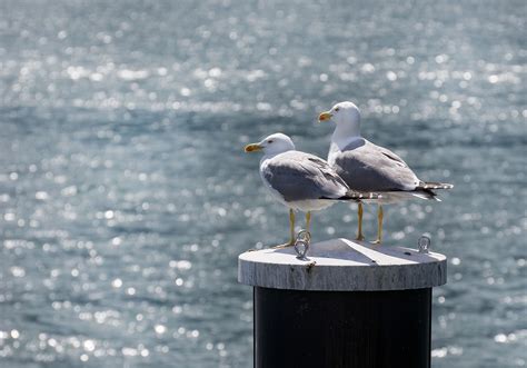 Seagull size - heyyouphoto.com