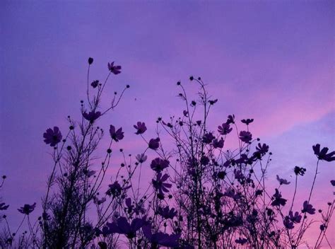 acofppl | Purple flowers wallpaper, Aesthetic desktop wallpaper, Cute ...