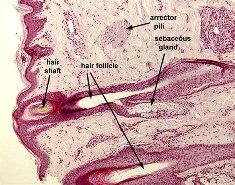 Sebaceous Glands Histology