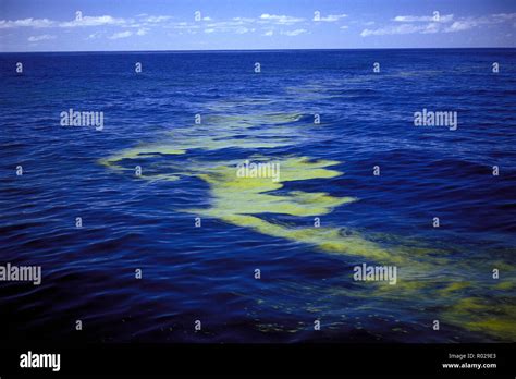 Diatom hi-res stock photography and images - Alamy