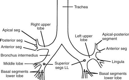 The Pulmonary Hila | Radiology Key