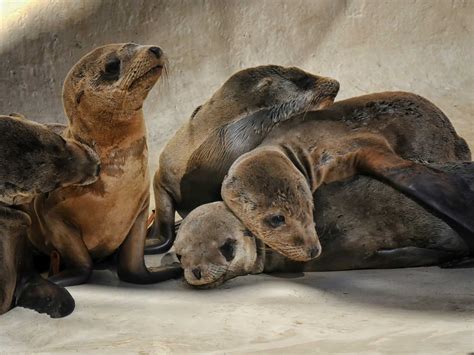 Video: Hundreds of Sea Lion pups rescued along California coast | The ...