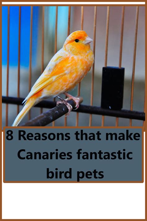 8 Reasons that make Canaries fantastic bird pets - The Buzz Land