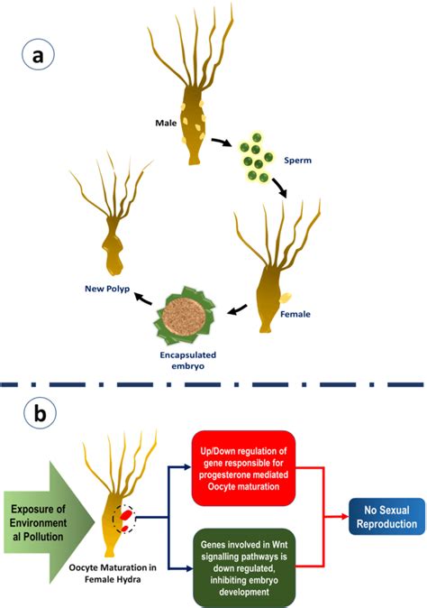 Sexual reproduction in hydra under (a) normal condition (b) after ...