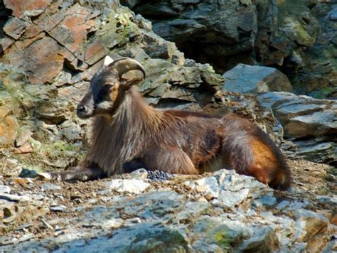 Caprinae - Capra caucasica | Mammals, Animals, Photo