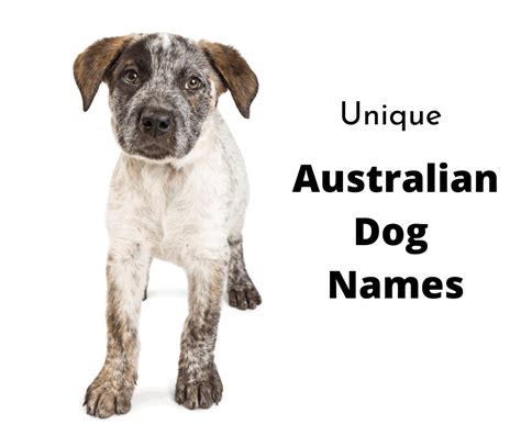 47 Australian Dog Names You’ll Love - gentledogtrainers.com.au