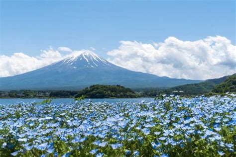 Mt. Fuji Day Trip Bus Tour from Tokyo | GetYourGuide