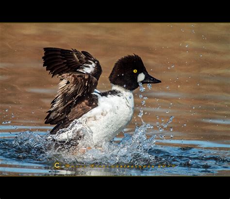 Fond d'écran : oiseau, Natura, Les oiseaux, Acqua, Observation des oiseaux, Birdwatcher ...