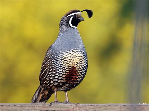 California Quail - eBird