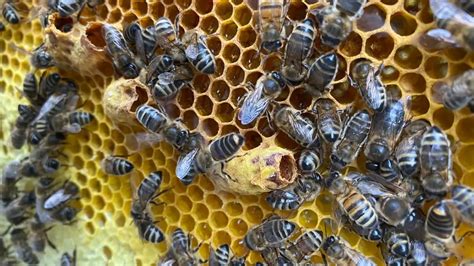 What Does A Honey Bee Hive Look Like? - Beekeeper Tips