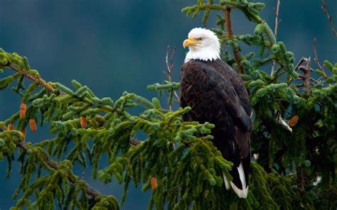 Majestic Eagle HD desktop wallpaper : Widescreen : High Definition : Fullscreen